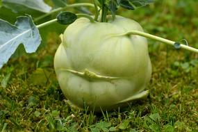 Kohlrabi Vegetables Food