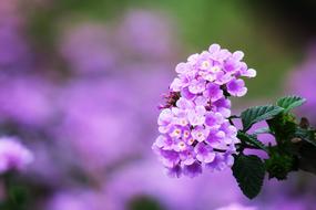 purple lantana flowers on blurred background