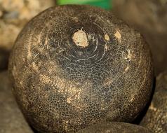 fragrant black radishes