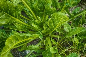 juicy green spinach in the garden