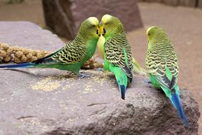 beautiful Budgie on rock