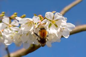 macro view of Hummel on Cherry flowers