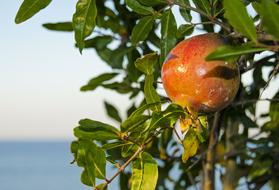 Pomegranate on tree at Seaside, greece