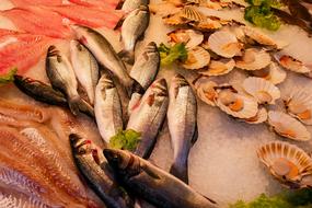 fresh seafood on ice at the counter in the supermarket