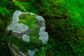 moss on gray stone in the forest