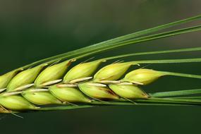 Barley Close Up green