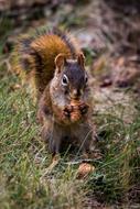 squirrel gnaws a nut at the forest edge