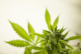 Marijuana Cannabis green