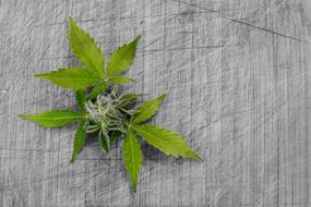 Marijuana leaves at white background