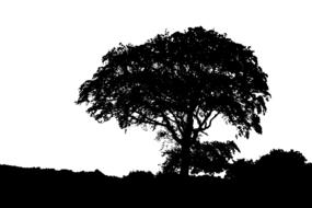 silhouettes of black trees and bushes on a white background