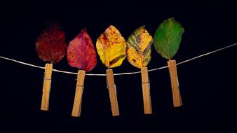 clothespin with autumnal leaves