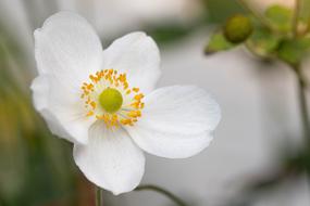 perfect Anemone White Flower