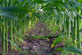 Corn Food green