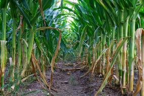 growing corn on the field