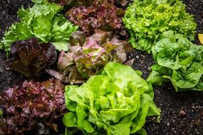 Salad Lettuce red green