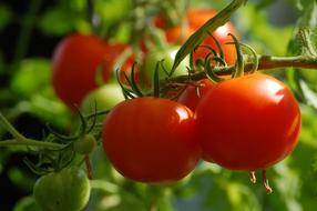 juicy Tomato Plant Food