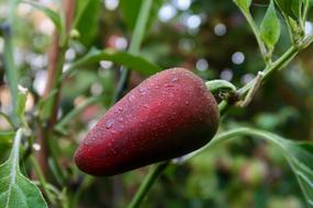 Red paprika in drops among the leaves