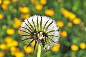 goodly Spring Dandelion