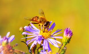 Macro picture of Apostate Resistant, flower fly on aster
