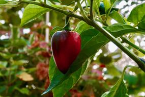 juicy Paprika Vegetables Fresh