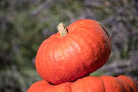 deep orange pumpkins