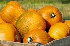 harvest of ball-shaped orange pumpkin on cart close-up