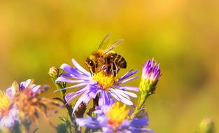 bee on a purple mountain flower under the rays of the summer sun