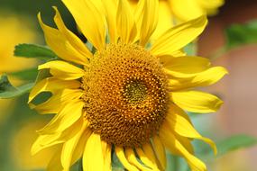 absolutely beautiful Sunflower yellow