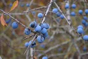 blue thorn Berries on bare branches