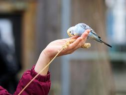 budgie on hand