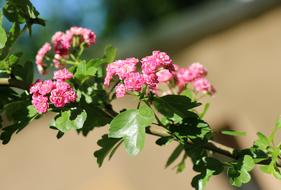 Beautiful pink flowers of crataegus