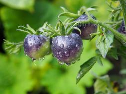 Black Tomatoes water