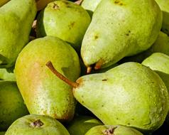 excellent Pears Fruit Bio