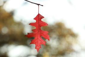 Red leaves close-up on a blurred background