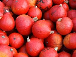 harvest of small red pumpkins