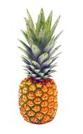 drawn single pineapple on a white background