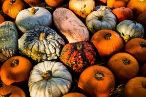 Pumpkin Halloween