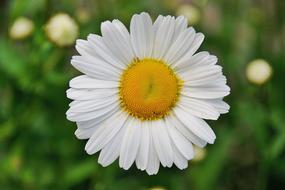 absolutely beautiful Daisy Blossom