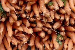 perfect Root Carrot Vegetable