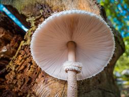toxic white Mushroom Forest