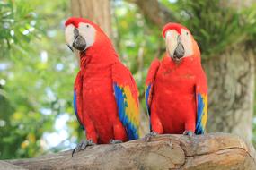 Parrot Scarlet Macaw red