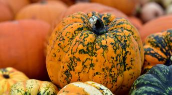 ripe colorful Pumpkins in pile