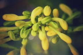 yellow papaya buds