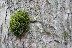 Forest Bark Moss tree