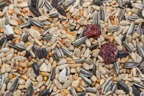 grain mix for birds