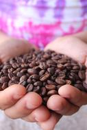 Coffee seeds hands