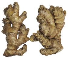 Ginger Rhizome