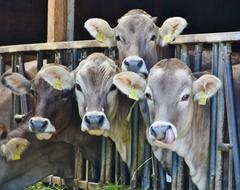 heads of dairy cows stick out of the pen on the farm