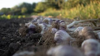 Farm Onions