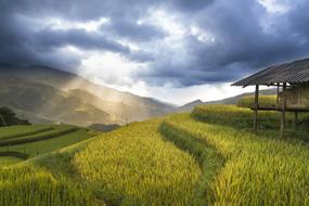 scenic terraces on mountain side, green Rice Fields beneath clouds, Vietnam